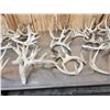 Image 5 : 29 Lbs Of Whitetail Cut Off Antlers