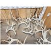 Image 6 : 29 Lbs Of Whitetail Cut Off Antlers