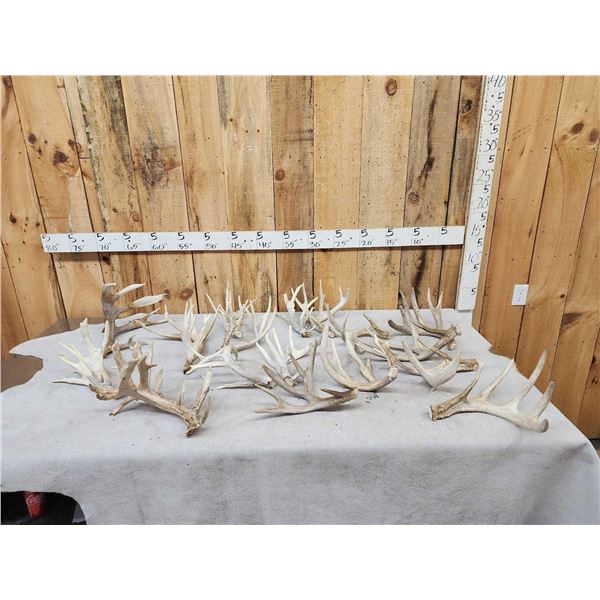 23.8 Lbs Of Whitetail Shed Antlers