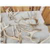 Image 3 : 23.8 Lbs Of Whitetail Shed Antlers