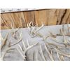 Image 4 : 23.8 Lbs Of Whitetail Shed Antlers