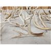 Image 5 : 23.8 Lbs Of Whitetail Shed Antlers
