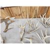 Image 6 : 23.8 Lbs Of Whitetail Shed Antlers