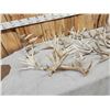 Image 7 : 23.8 Lbs Of Whitetail Shed Antlers
