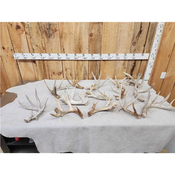 21.6 Lbs Of Whitetail Shed Antlers