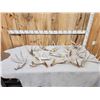 Image 1 : 21.6 Lbs Of Whitetail Shed Antlers