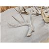 Image 2 : 21.6 Lbs Of Whitetail Shed Antlers