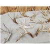 Image 3 : 21.6 Lbs Of Whitetail Shed Antlers