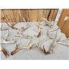 Image 4 : 21.6 Lbs Of Whitetail Shed Antlers