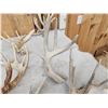 Image 6 : 21.6 Lbs Of Whitetail Shed Antlers