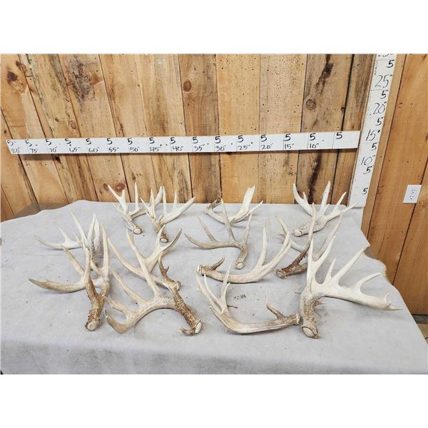 21.2 Lbs Of Whitetail Shed Antlers