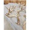 Image 2 : 21.2 Lbs Of Whitetail Shed Antlers