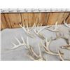 Image 4 : 21.2 Lbs Of Whitetail Shed Antlers