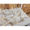 Image 5 : 21.2 Lbs Of Whitetail Shed Antlers