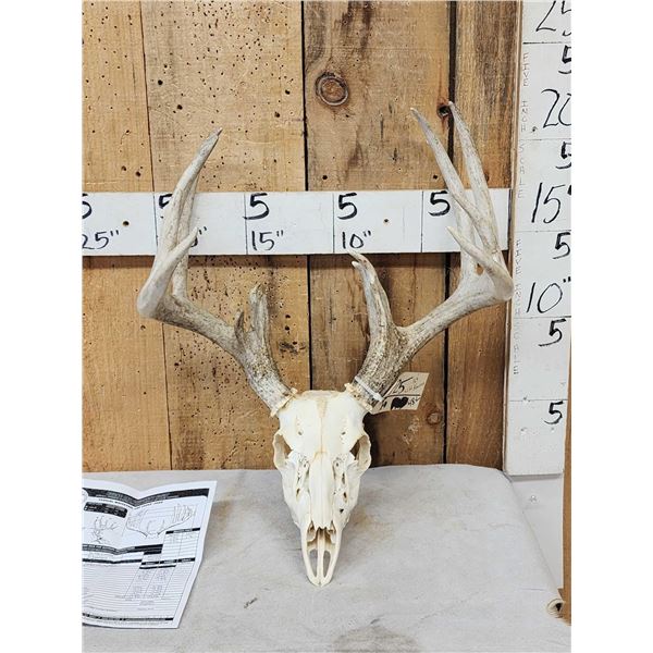 164 5/8" Wild Kansas Whitetail Antlers On Skull