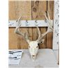 Image 1 : 164 5/8" Wild Kansas Whitetail Antlers On Skull