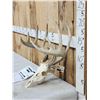 Image 2 : 164 5/8" Wild Kansas Whitetail Antlers On Skull