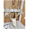 Image 3 : 164 5/8" Wild Kansas Whitetail Antlers On Skull