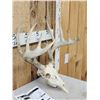Image 4 : 164 5/8" Wild Kansas Whitetail Antlers On Skull