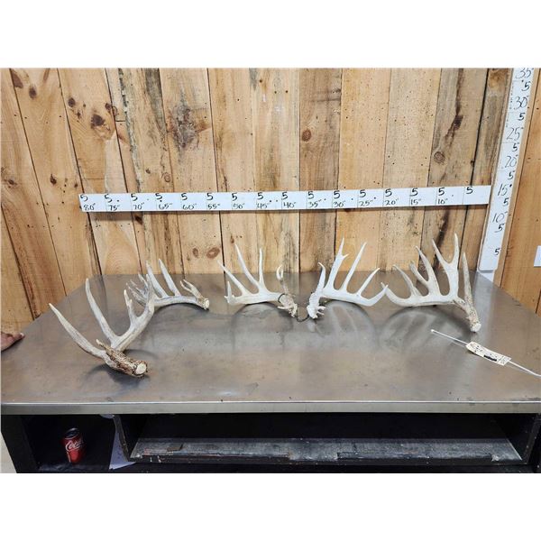 Collection Of Trophy Class Whitetail Shed Antlers