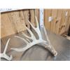 Image 2 : Collection Of Trophy Class Whitetail Shed Antlers
