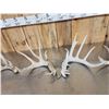 Image 3 : Collection Of Trophy Class Whitetail Shed Antlers
