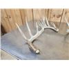 Image 4 : Collection Of Trophy Class Whitetail Shed Antlers