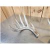 Image 5 : Collection Of Trophy Class Whitetail Shed Antlers