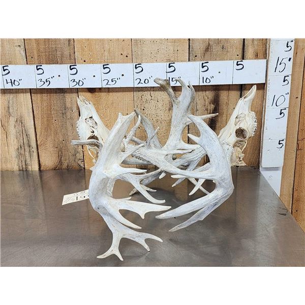 Monster Set Of Locked Whitetail Deer Antlers On Skulls