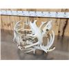 Image 4 : Monster Set Of Locked Whitetail Deer Antlers On Skulls