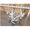 Image 5 : Monster Set Of Locked Whitetail Deer Antlers On Skulls