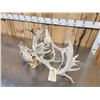 Image 7 : Monster Set Of Locked Whitetail Deer Antlers On Skulls
