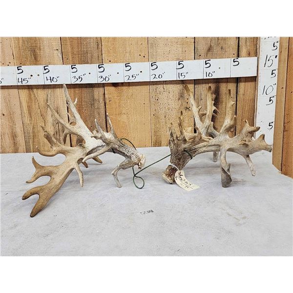 MONSTER 377" Whitetail Shed Antlers