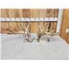 Image 2 : MONSTER 377" Whitetail Shed Antlers