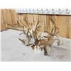 Image 3 : MONSTER 377" Whitetail Shed Antlers