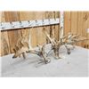 Image 4 : MONSTER 377" Whitetail Shed Antlers