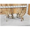 Image 5 : MONSTER 377" Whitetail Shed Antlers