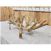 Image 6 : MONSTER 377" Whitetail Shed Antlers