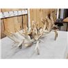Image 7 : MONSTER 377" Whitetail Shed Antlers