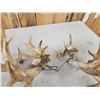 Image 8 : MONSTER 377" Whitetail Shed Antlers