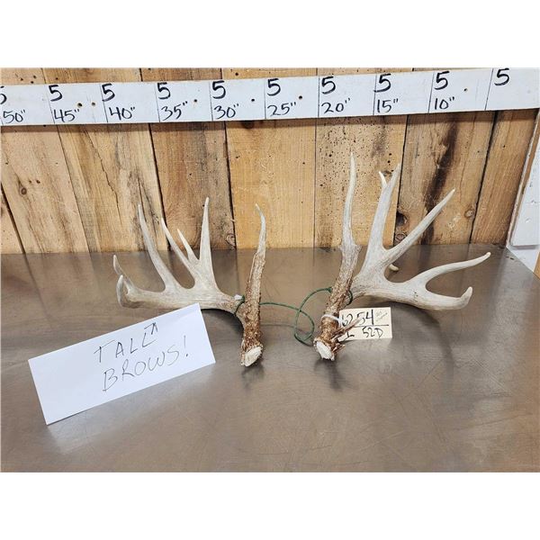 Set Of 203" Whitetail Shed Antlers