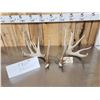 Image 1 : Set Of 203" Whitetail Shed Antlers