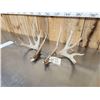 Image 2 : Set Of 203" Whitetail Shed Antlers