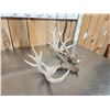Image 3 : Set Of 203" Whitetail Shed Antlers