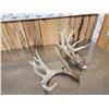 Image 4 : Set Of 203" Whitetail Shed Antlers