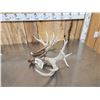 Image 5 : Set Of 203" Whitetail Shed Antlers