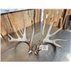 Image 6 : Set Of 203" Whitetail Shed Antlers