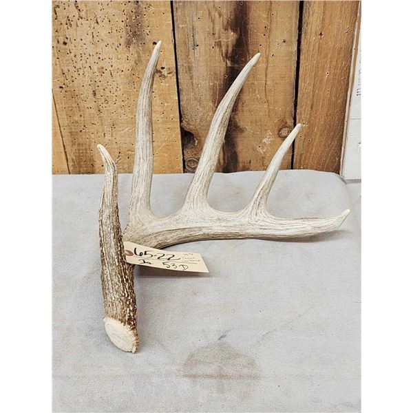79 2/8" Texas Low Fence Whitetail Shed Antler