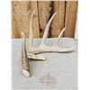 Image 1 : 79 2/8" Texas Low Fence Whitetail Shed Antler