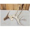 Image 2 : 79 2/8" Texas Low Fence Whitetail Shed Antler